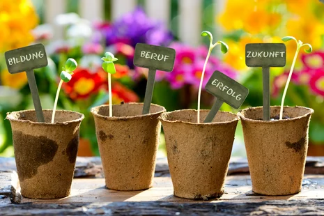  vier Pflanztöpfe mit jungen Blumen